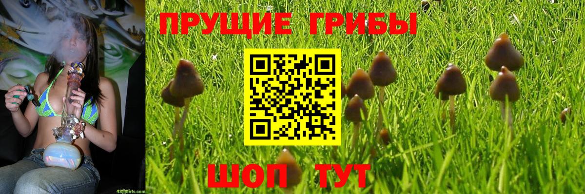 Псилоцибиновые грибы Cubensis  Галлюциногенные грибы Psilocybe  Куйбышев  Вход с VPN 
